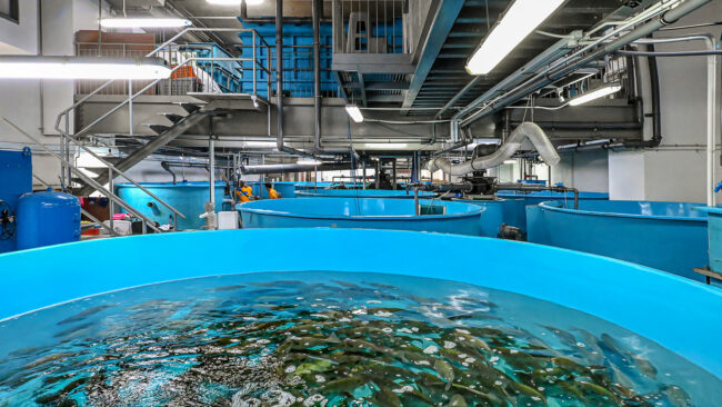 Plastic immersion heat exchanger installed in fiberglass fish farming tank for seawater cooling